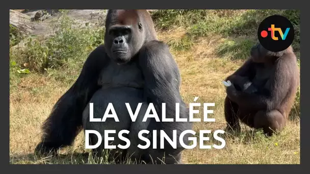 Un petit tour à la Vallée des Singes à Romagne