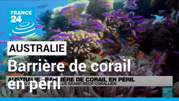 Australie : barrière de corail en péril, l'Unesco au chevet du plus grand récif corallien