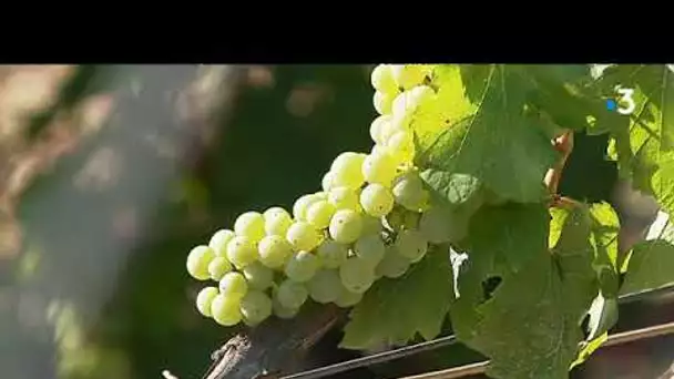 Les premiers prélèvements sur les vignes ont débuté en Champagne-Ardenne