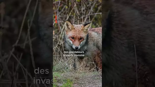 Le Chat Marsupial: Un Chasseur Nocturne Redécouvert  #Tasmanie #écosystème