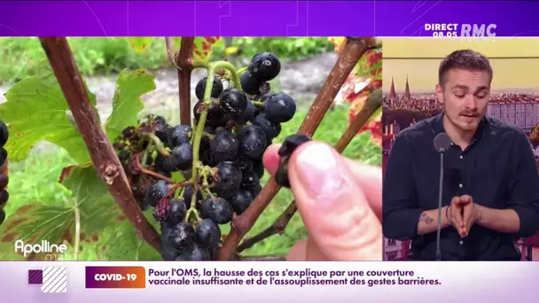 La France passe derrière l'Espagne et rétrograde à la troisième place des producteurs de vin