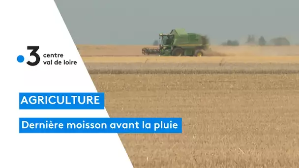 Agriculture: la moisson est lancée et les céréaliers croule sous le travail à cause de la météo