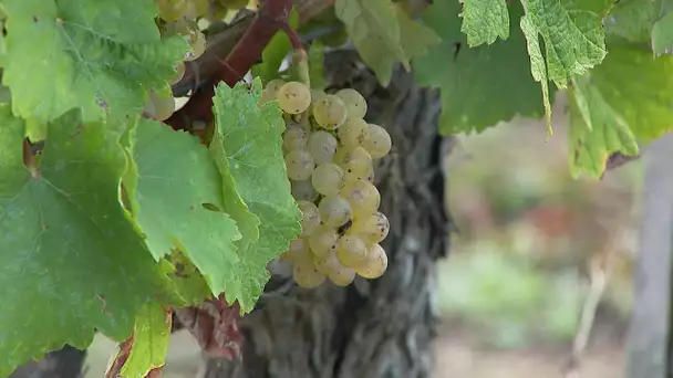 Vendanges dans la Vienne : tendance vins rosés et blancs pétillants