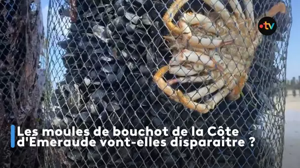 Les moules de bouchot de la Côte d'émeraude vont-elles disparaitre ?