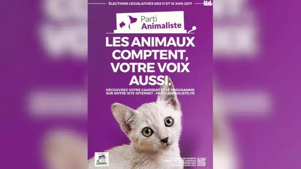 Européennes: comment expliquer l&#039;engouement pour le parti animaliste ?