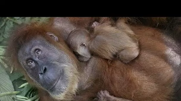 Angleterre : Naissance à Chester d’un bébé orang-outan, une des espèces les plus menacées du mond…