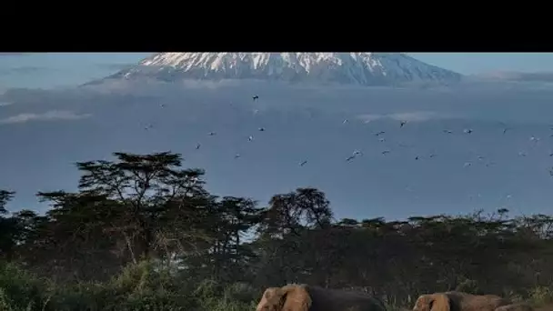 Kenya : des éléphants menacés par la culture des avocats