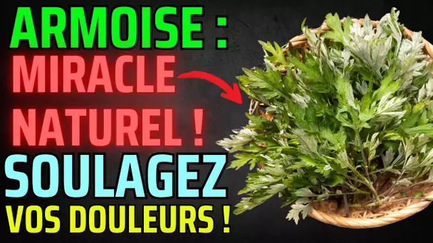 🌿 Découvrez les 4 Vertus Incroyables de l'Armoise !