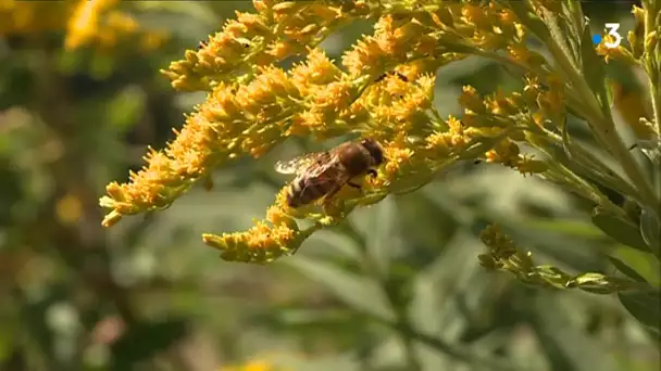 Autun: la ville aménage ses espaces verts pour la sauvegarde des abeilles