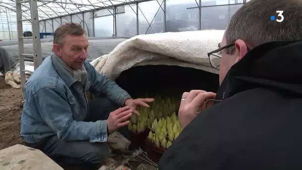 RECETTE DE NOËL. Les endives au jambon revisitées