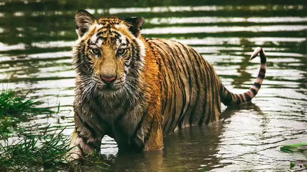 Zoo de Doué-la-Fontaine, un parc pas comme les autres