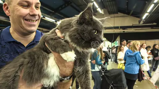 Poutine au concours félin d'Animal Expo