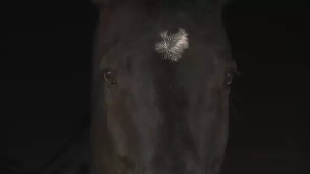 Une maladie mortelle pour les chevaux sévit dans l'Indre