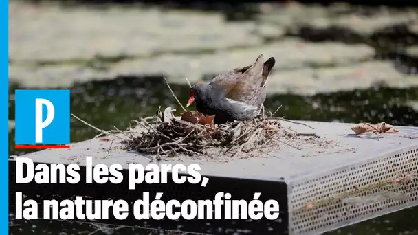 «Des fraises des bois ont poussé» : les parcs parisiens après le confinement