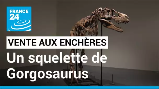 Le squelette d’un dinosaure cousin du T-rex bientôt vendu aux enchères • FRANCE 24