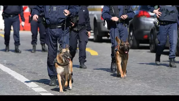 Des chiens entraînés à reconnaître l'odeur des patients infectés au Covid-19