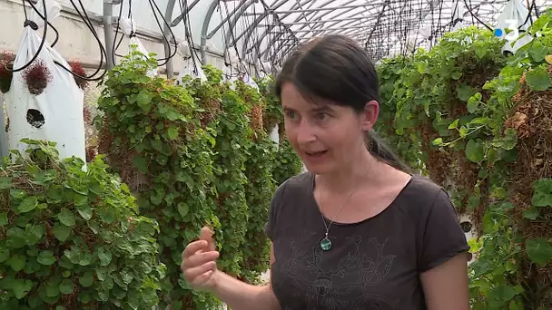 Prédateur naturel pour sauver les violettes : une micro-guêpe observée à l'INRAE de Sophia Antipolis