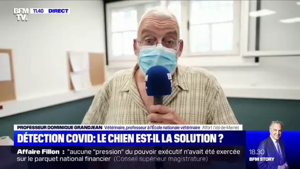 Détection Covid: le chien est-il la solution ? BFMTV répond à vos questions