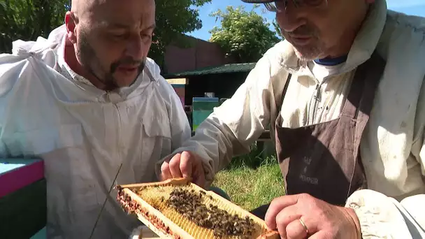 Très bonne saison pour le miel