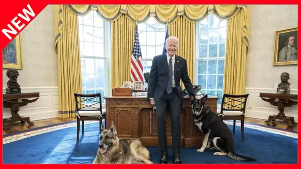 ✅  Joe Biden : ses chiens de retour à la Maison Blanche après avoir subi un stage