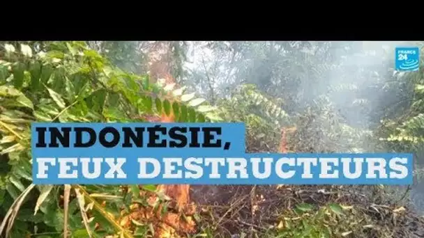 En Indonésie, l'île de Sumatra est en proie aux feux de forêts