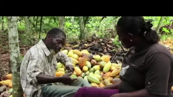 Production de cacao : la Côte d'Ivoire et le Ghana boycottent le sommet de Bruxelles • FRANCE 24