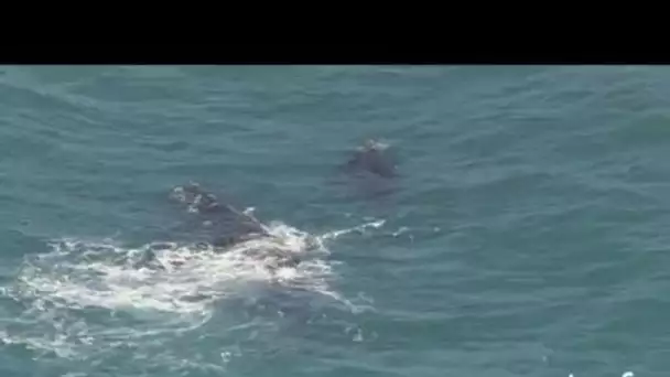 Afrique du Sud : baleine et baleineau au large du Cap