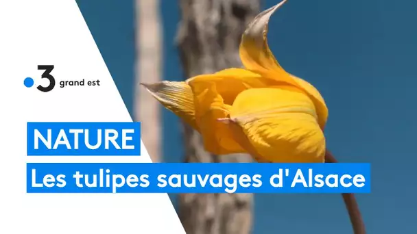 Nature : à la rencontre de la tulipe sauvage en Alsace