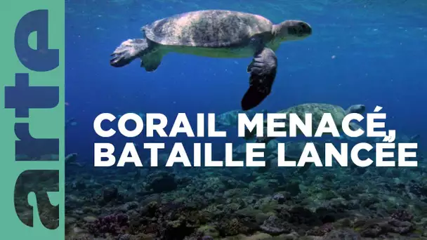 Les défis de la Grande Barrière de corail | ARTE Family