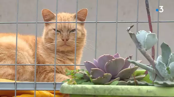 Béziers : l'infirmerie d'un refuge pour chats menacée de destruction