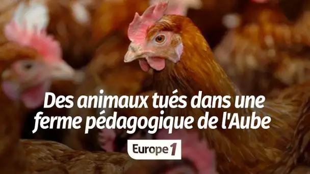 Des animaux tués dans une ferme pédagogique de l'Aube