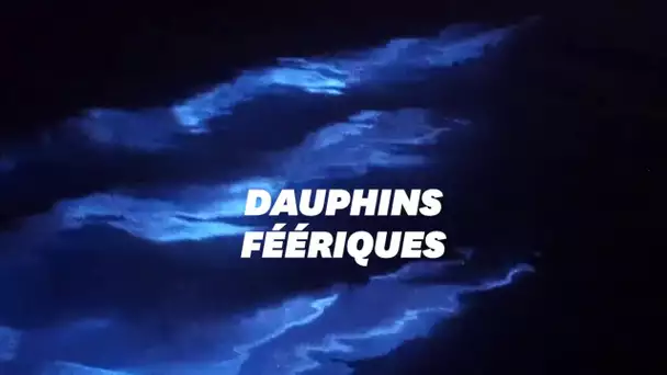 Le spectacle de ces dauphins dans des vagues bioluminescentes est magique