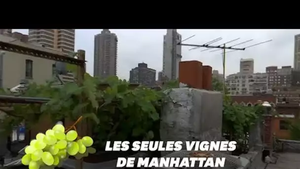 Ce vigneron fait pousser ses vignes depuis son rooftop à Manhattan