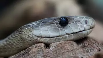 Afrique du Sud : un serpent mortel apparaît dans un salon et sème la terreur