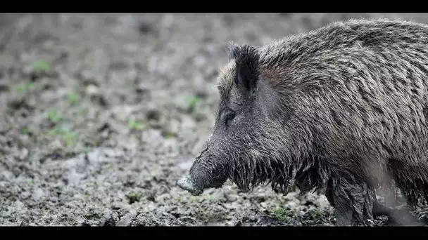 Chasse : quels sont les dégâts provoqués par les sangliers chaque année ?