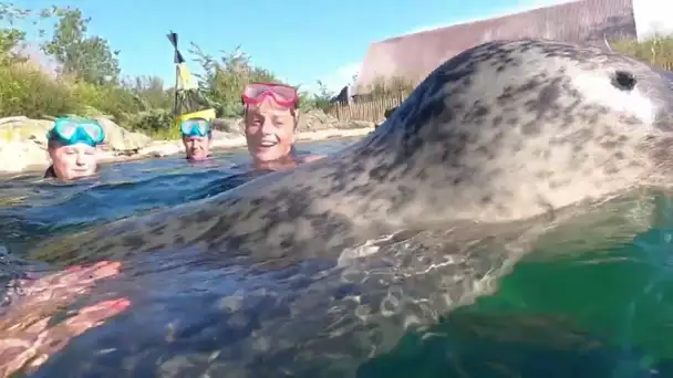 Baignade avec les phoques du zoo du Pal