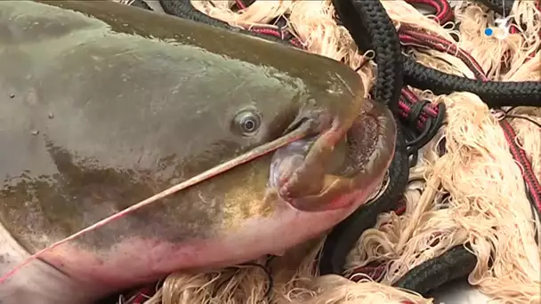 Pêche : le silure un poisson en mal de reconnaissance