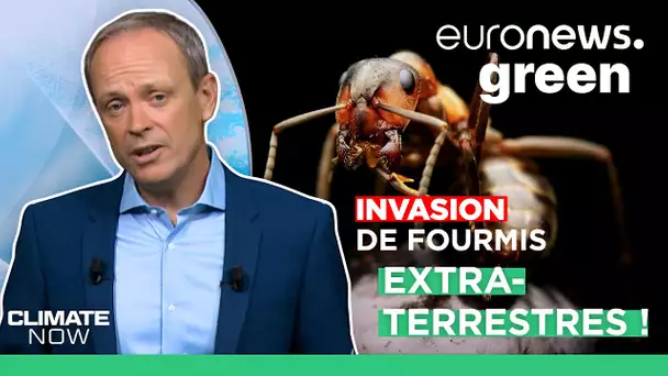 Le réchauffement pousse des fourmis invasives vers le nord de l'Europe