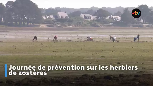 Journée de prévention sur les herbiers de zostères