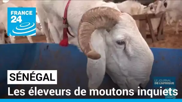 Crise politique au Sénégal : à l'approche de la Tabaski, les éleveurs de moutons inquiets