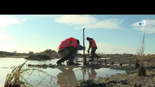 Objectif Zéro carbone à La Rochelle (5) : le marais de Tasdon