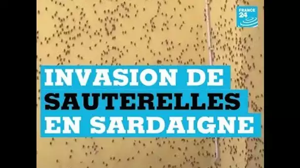 Vidéo SAUTERELLES Sardaigne