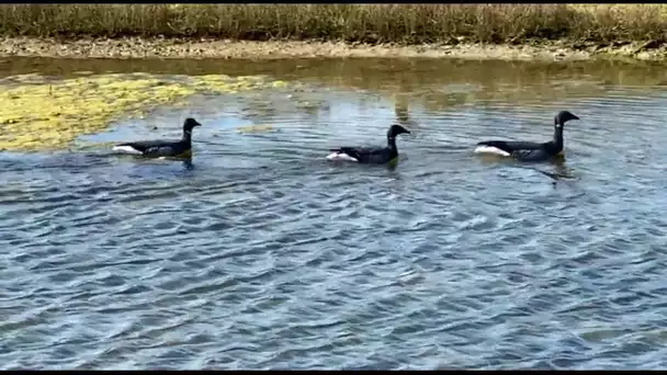 "Tous les chemins mènent à vous" à Lilleau des Niges, sur l'Ile de Ré (17)