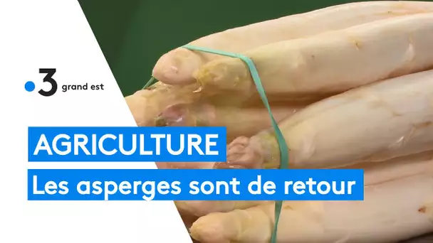 Agriculture : les asperges d'Alsace de retour