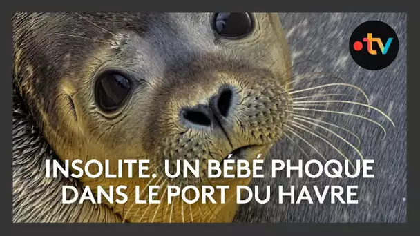 INSOLITE. Un bébé phoque dans le port du Havre