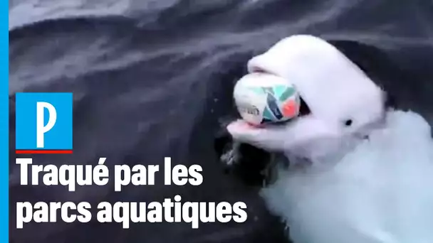 Beluga qui joue au rugby :  « Hvladimir s'est échappé d'une base russe »