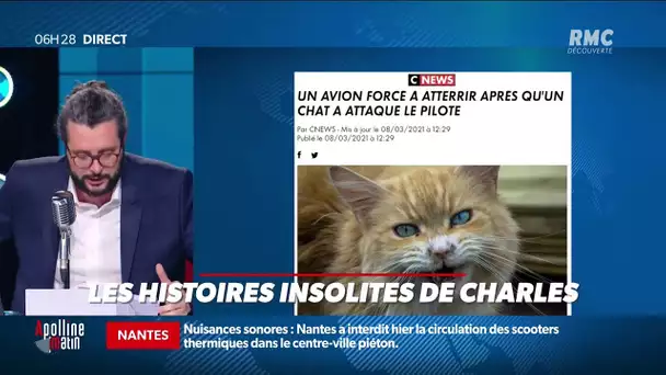 Le pilote attaqué par un chat: un avion contraint à se poser d'urgence