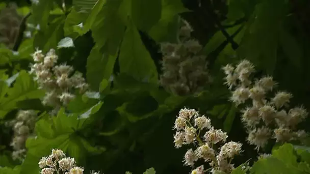 Les vertus des arbres remarquables • FRANCE 24