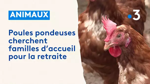 Adopter une poule pondeuse pour lui éviter l'abattoir