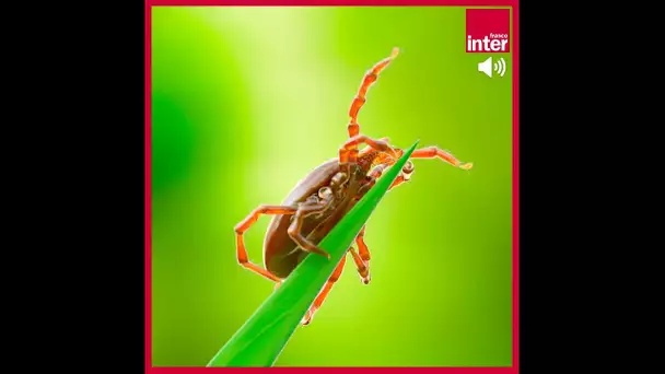 En forêt et dans les jardins, gare aux tiques ! - La chronique environnement